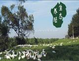 龙凤山生态鸭