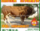 广西桂林适应养殖什么品种肉牛